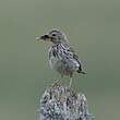 Pipit farlouse