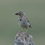 Pipit farlouse