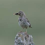 Meadow Pipit