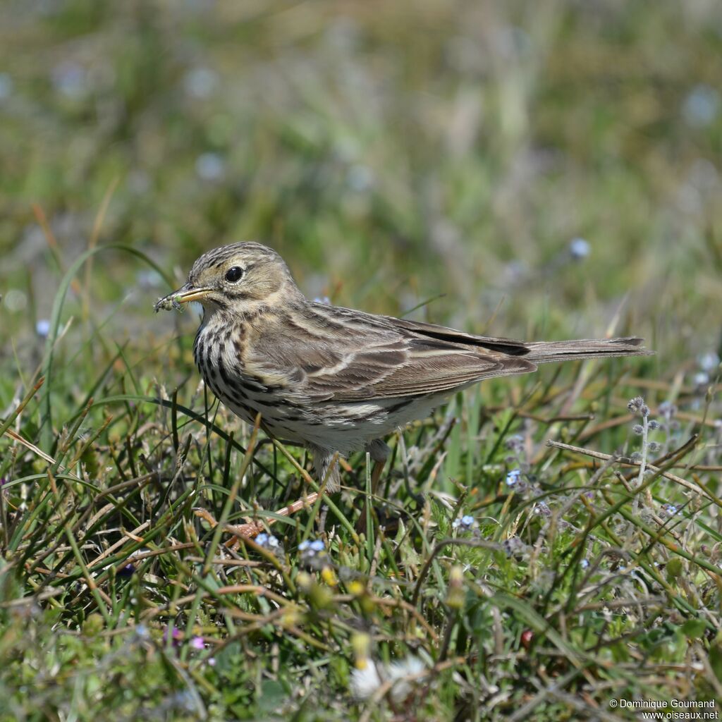 Meadow Pipit