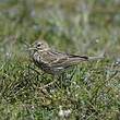 Pipit farlouse