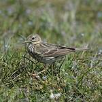 Pipit farlouse