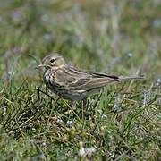 Meadow Pipit