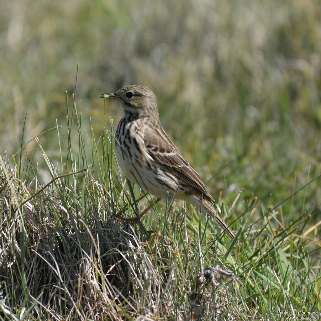 Meadow Pipit