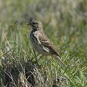 Meadow Pipit