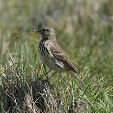 Pipit farlouse