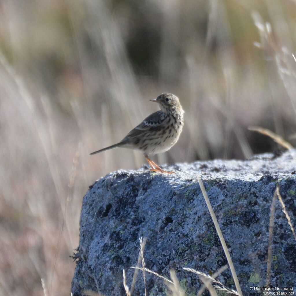 Pipit farlouse