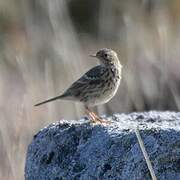 Meadow Pipit