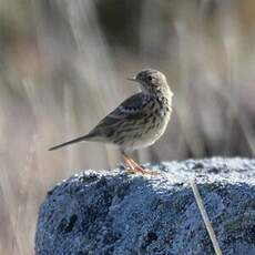 Pipit farlouse