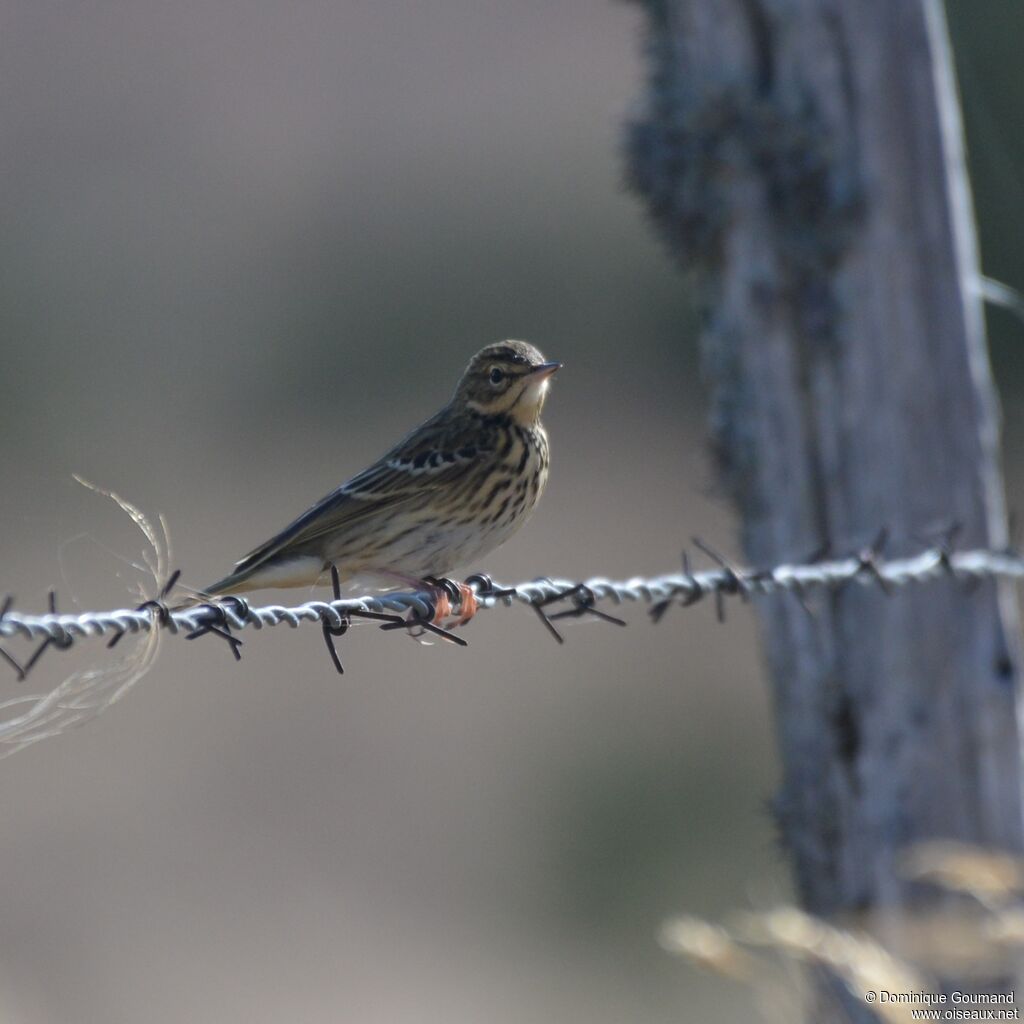 Pipit farlouse