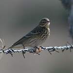 Pipit farlouse