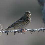 Meadow Pipit