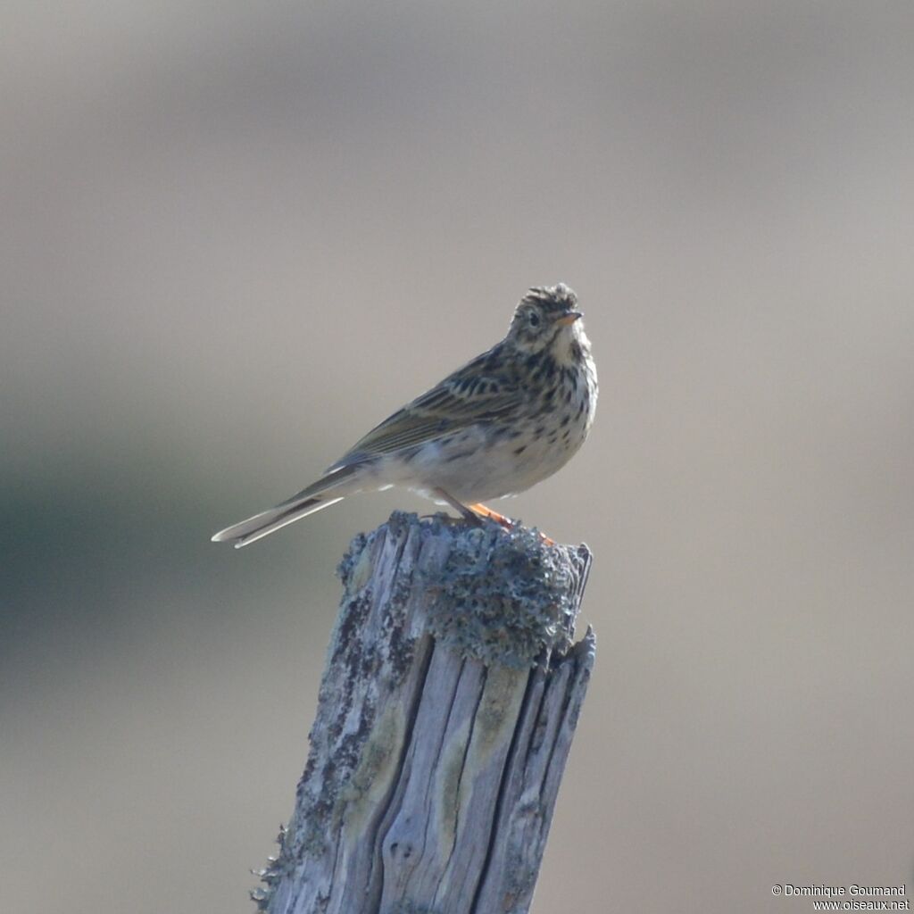 Pipit farlouse