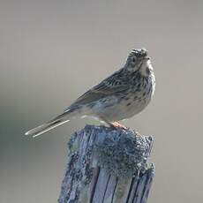 Pipit farlouse