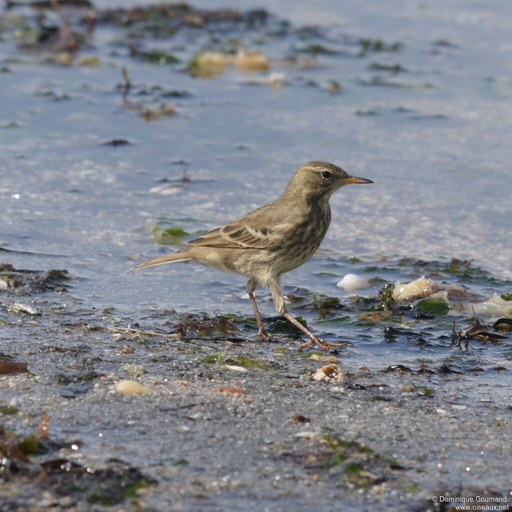 Pipit maritimeadulte