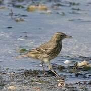 European Rock Pipit