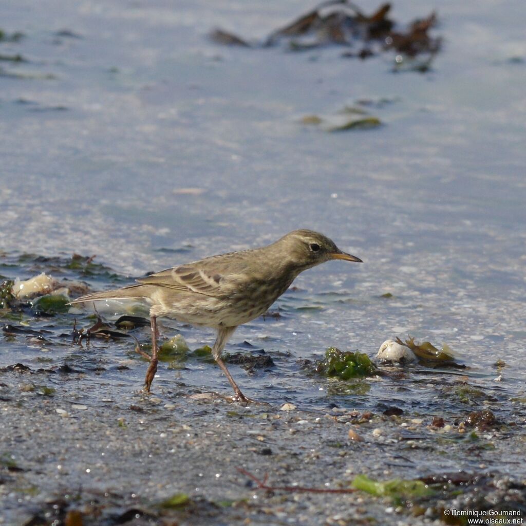 Pipit maritimeadulte