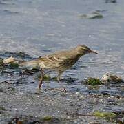 European Rock Pipit