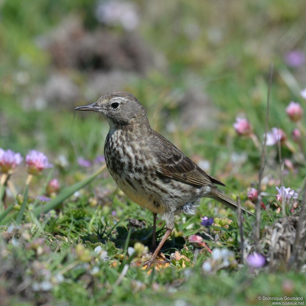 European Rock Pipit