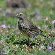 European Rock Pipit