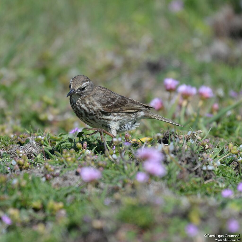 European Rock Pipit