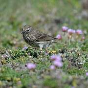 European Rock Pipit