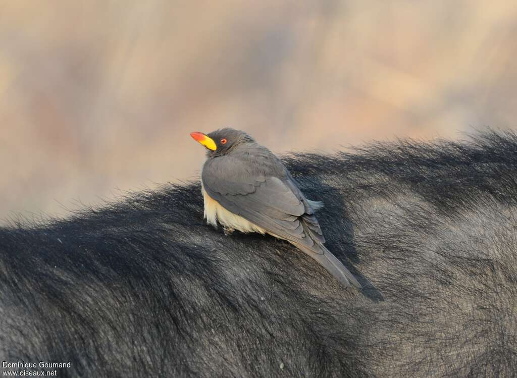 Yellow-billed Oxpeckeradult