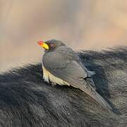 Yellow-billed Oxpecker