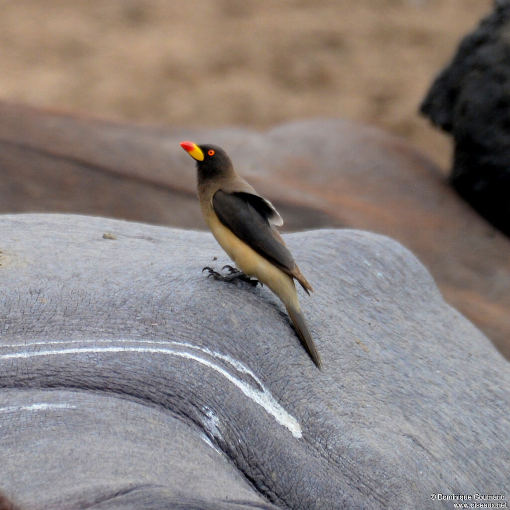 Yellow-billed Oxpeckeradult, habitat