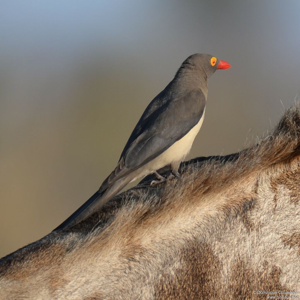 Red-billed Oxpeckeradult