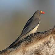 Red-billed Oxpecker