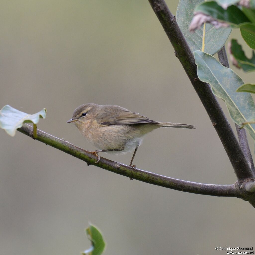 Canary Islands Chiffchaff