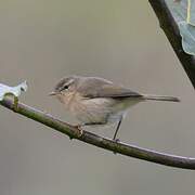 Canary Islands Chiffchaff