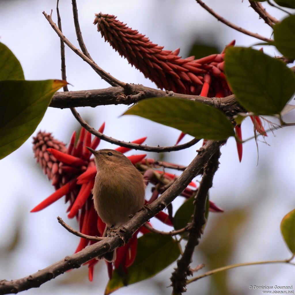 Canary Islands Chiffchaff