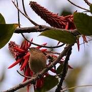 Canary Islands Chiffchaff