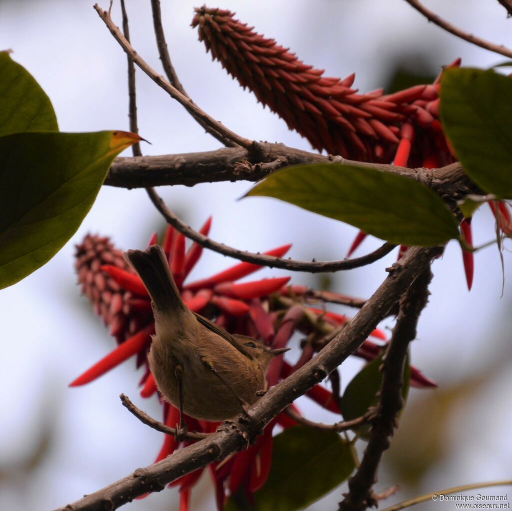 Canary Islands Chiffchaff