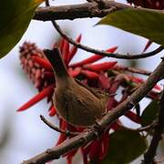 Canary Islands Chiffchaff