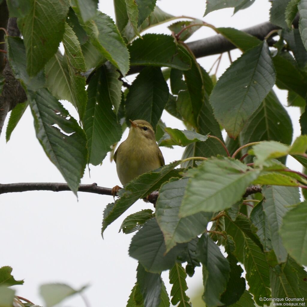 Willow Warblerjuvenile