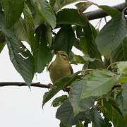 Willow Warbler