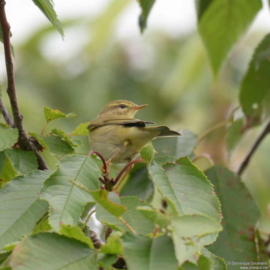 Willow Warblerjuvenile