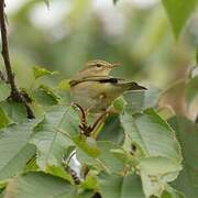 Willow Warbler