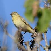 Willow Warbler