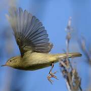 Willow Warbler