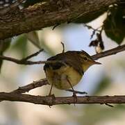 Willow Warbler