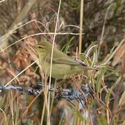 Willow Warbler