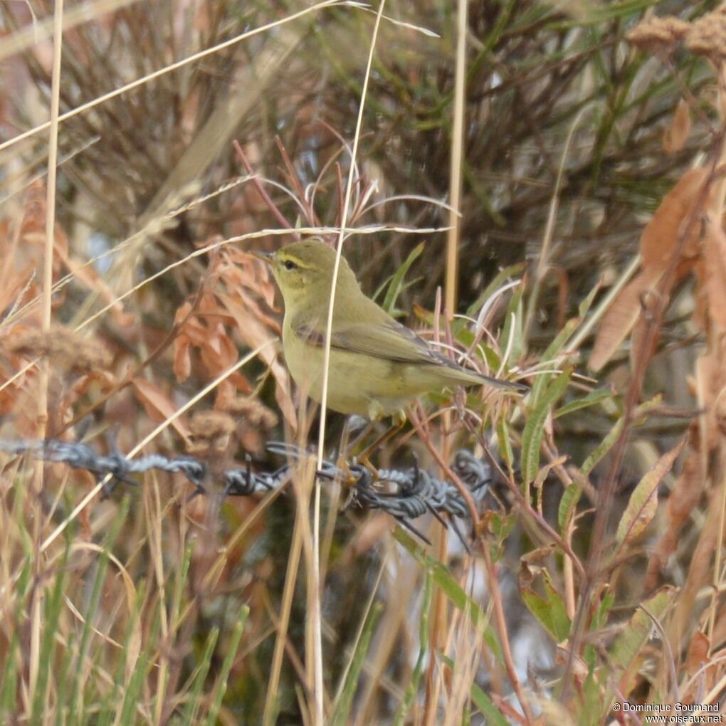 Willow Warbler