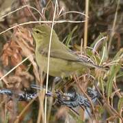 Willow Warbler