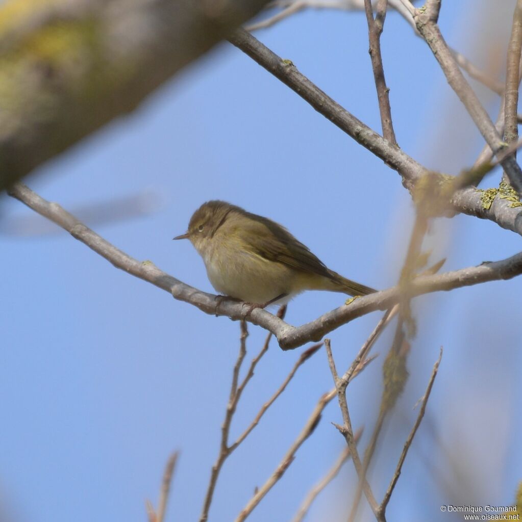 Common Chiffchaff