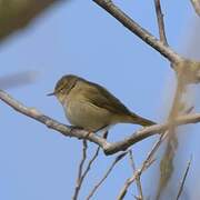 Common Chiffchaff