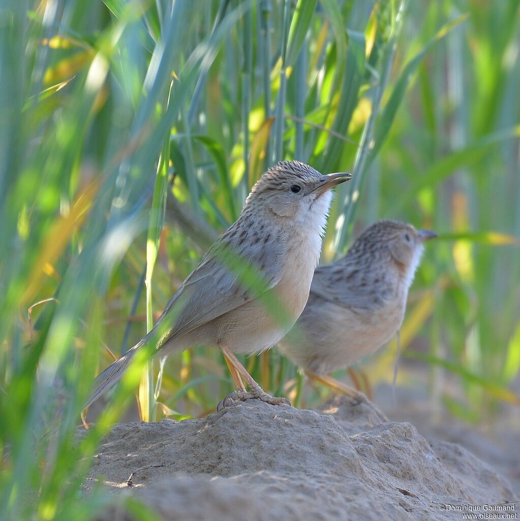 Prinia délicateadulte